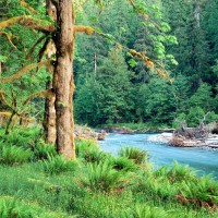 www.dmzwarez.info-Natures-0001.jpg