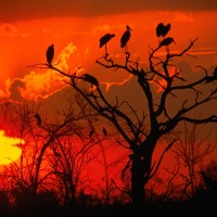 www.dmzwarez.info-Natures-0008.jpg